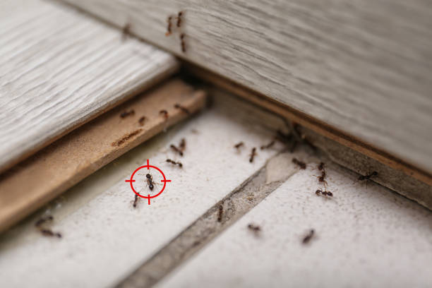  Four Oaks, NC Pest Control Pros