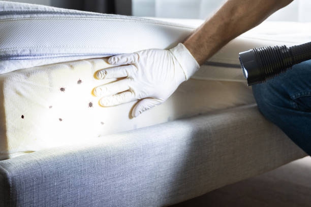 Best Wasp Removal Services  in Four Oaks, NC