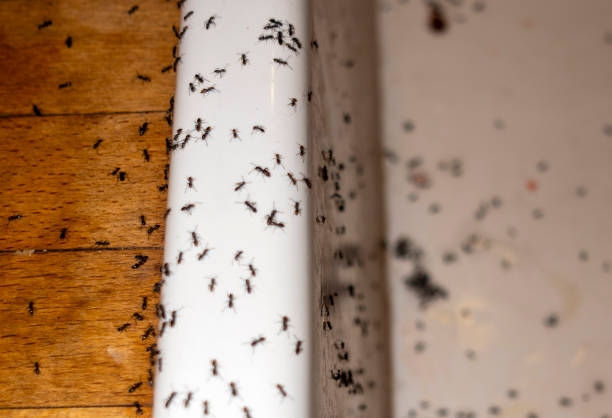 Best Pest Control Near Me  in Four Oaks, NC
